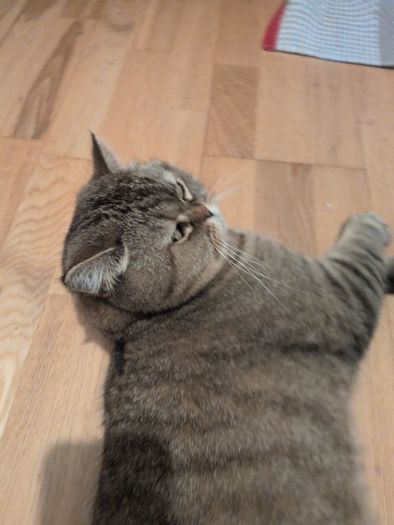cat
