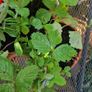 wild strawberries Image 3