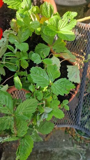wild strawberries