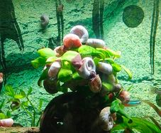 Aquarium Snails Ramshorn & Malaysian Trumpet(Melania)