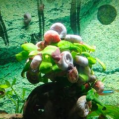 Aquarium Snails Ramshorn & Malaysian Trumpet(Melania)