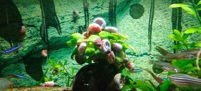 Aquarium Snails Ramshorn & Malaysian Trumpet(Melania)