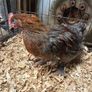 Blue Copper Marren Roosters Image 3