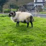 Black faced mountain hogget rams Image 9