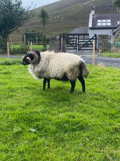 Black faced mountain hogget rams