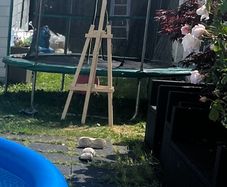 trampoline free