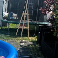 trampoline free