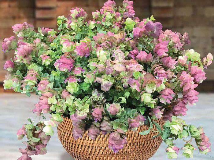 (O) Oregano Hybrid Kirigami seeds (10s) (415557)
