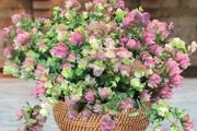 (O) Oregano seeds ornamental Hybrid Kirigami (10s) (415557)