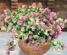 (O) Oregano Hybrid Kirigami seeds (10s) (415557)