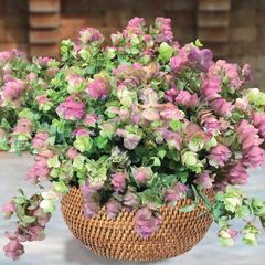 (O) Oregano Hybrid Kirigami seeds (10s) (415557)