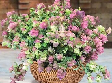 (O) Oregano Hybrid Kirigami seeds (10s) (415557)