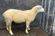 Texel ram