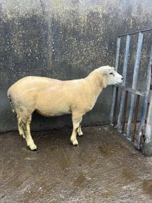 Texel ram