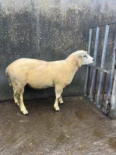 Texel ram