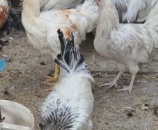 Roosters