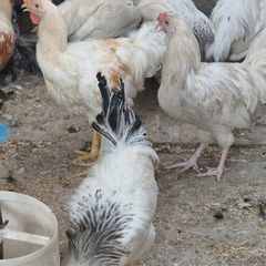 Roosters