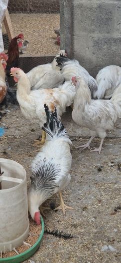 Roosters