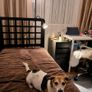 Single Bed as New Mint Condition Image 2