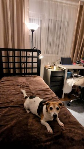 Single Bed as New Mint Condition