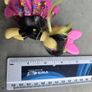 Songbird Serenade Sparkling & Spinning Skirt MLP G4 My Little Pony Image 4