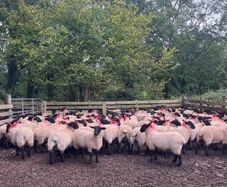 Suffolk/Mule Ewe Lambs