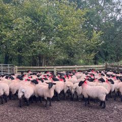 Suffolk/Mule Ewe Lambs