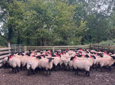 Suffolk/Mule Ewe Lambs
