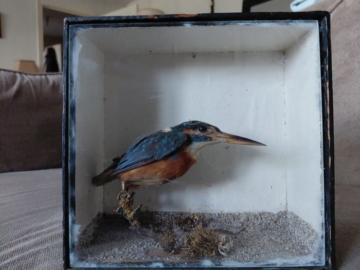 Antique taxidermy Kingfisher in wooden case with a glass front