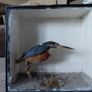 Antique taxidermy Kingfisher in wooden case with a glass front Image 8