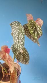 begonia