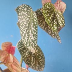 begonia