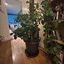 Mature ficus Image 5