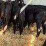 Aberdeen Angus Bulls Image 10