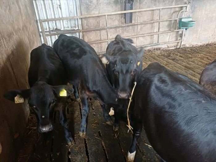 Angus weanlings