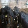 Angus weanlings Image 7