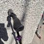 crivit purple scooter Image 3