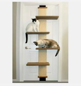 cat climber door