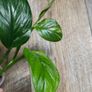 No.1 Monstera Lechleriana Variegated Image 5