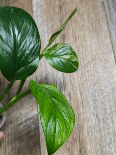 No.1 Monstera Lechleriana Variegated