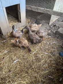 4 laying khaki Campbell ducks and one khaki Campbell drakes