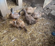 4 laying khaki Campbell ducks and one khaki Campbell drakes