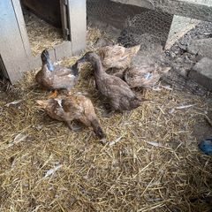4 laying khaki Campbell ducks and one khaki Campbell drakes