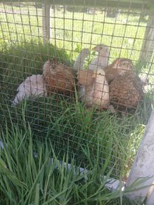 chickens