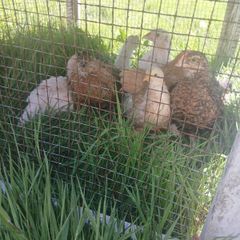 chickens