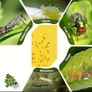 Sticky Fly Traps x10 Image 8