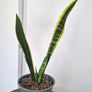 Snake plant Image 5