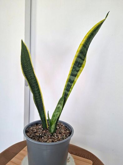 Snake plant