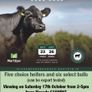 2 select Aberdeen Angus bulls & 2 choice heifers Image 5