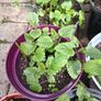 Lemon balm plants Image 4